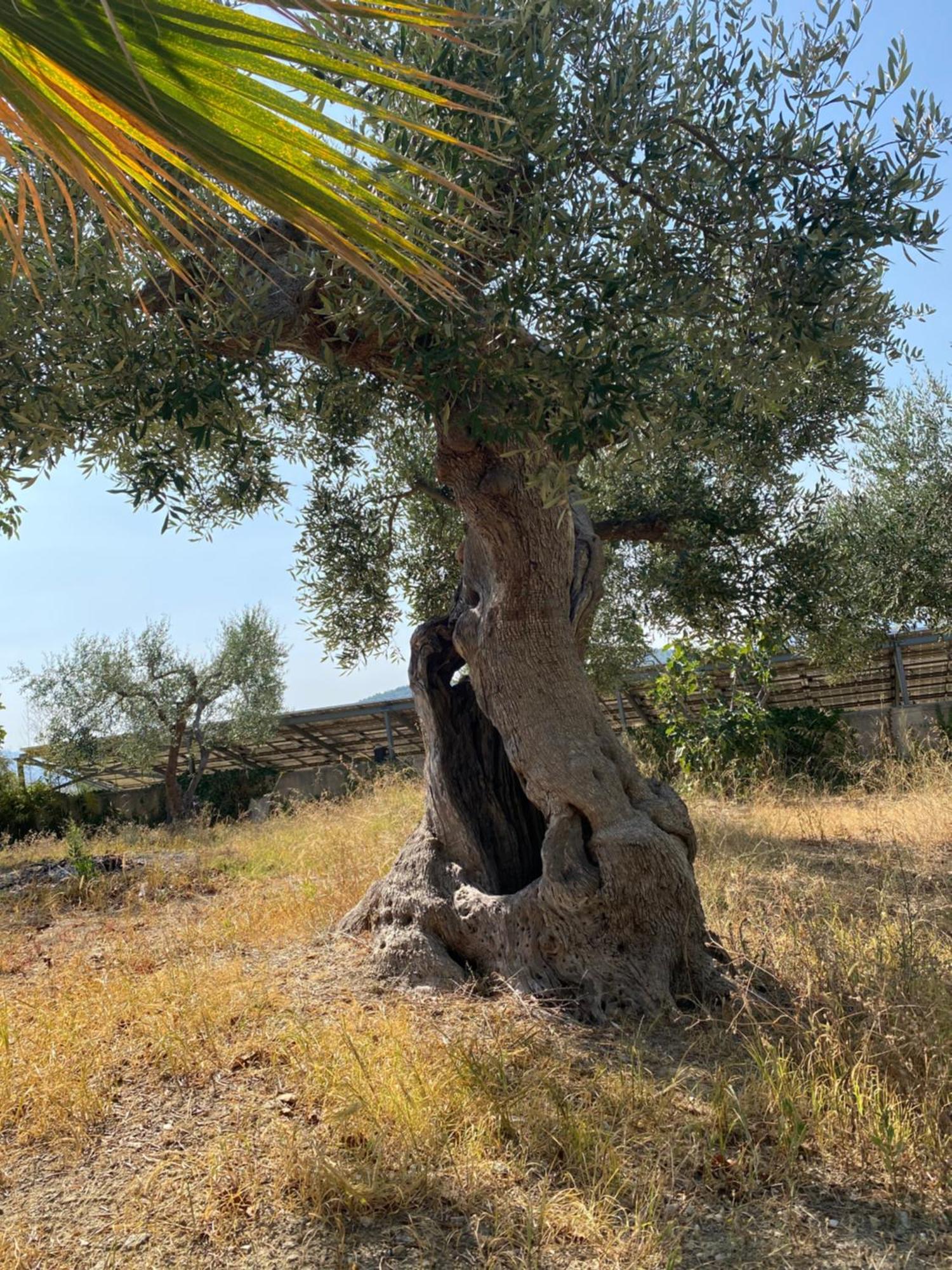 Villa Vittoria Matera Buitenkant foto